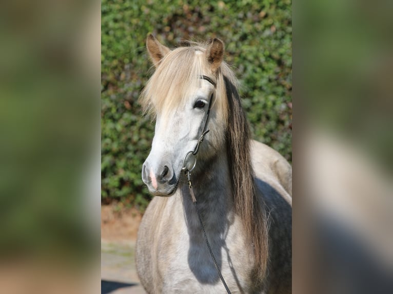 Icelandic Horse Mare 8 years 13,3 hh Grey-Dapple in Dohm-Lammersdorf