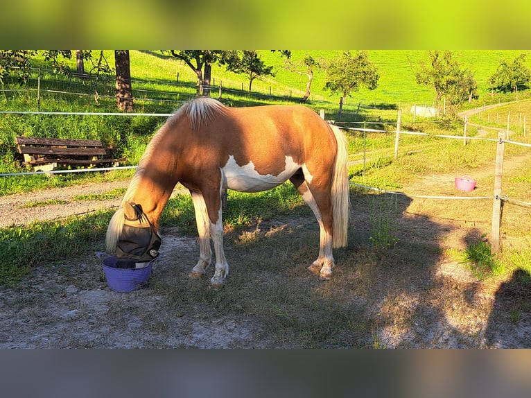 Icelandic Horse Mare 8 years 13.3 hh Pinto in Oberzent