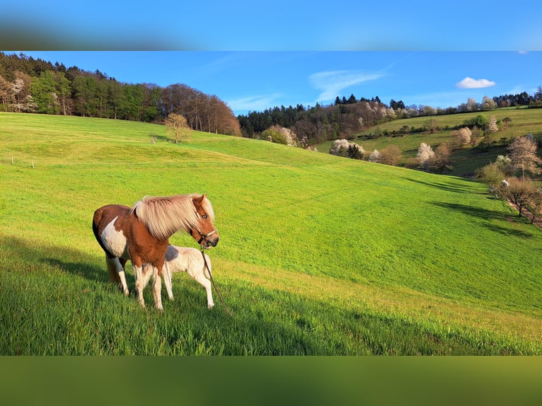 Icelandic Horse Mare 8 years 13.3 hh Pinto in Oberzent