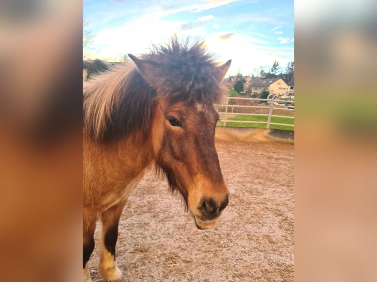 Icelandic Horse Mare 8 years 13 hh in Rudersberg-Steinenberg