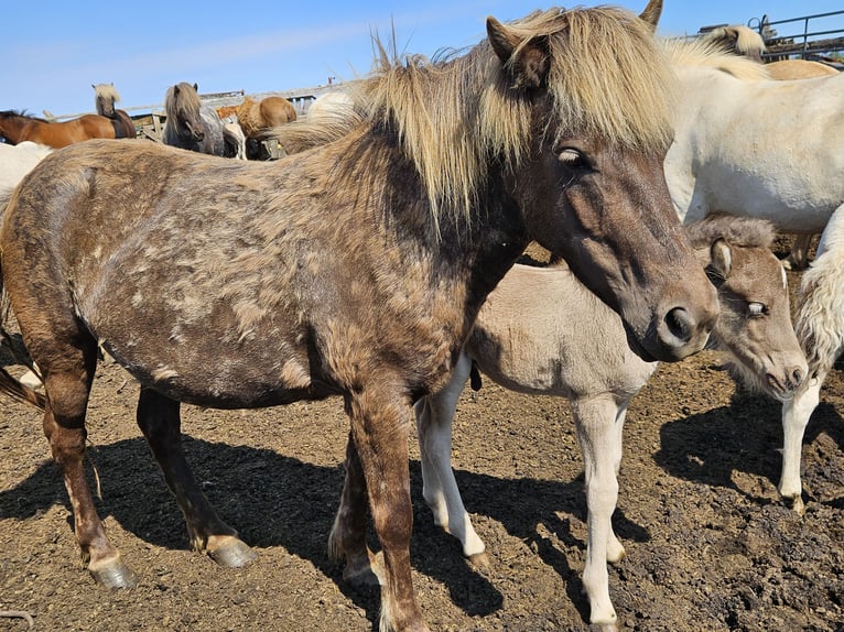 Icelandic Horse Mare 8 years 13,1 hh in Hella