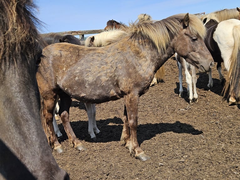 Icelandic Horse Mare 8 years 13,1 hh in Hella