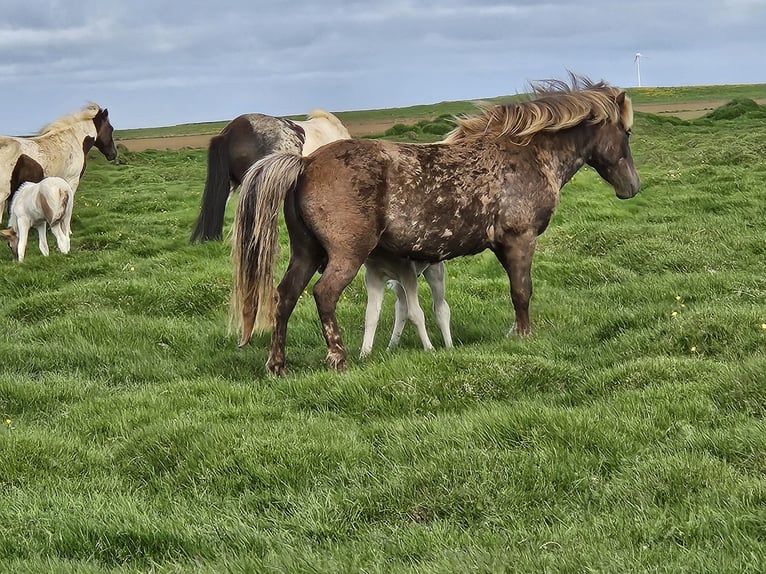 Icelandic Horse Mare 8 years 13,1 hh in Hella