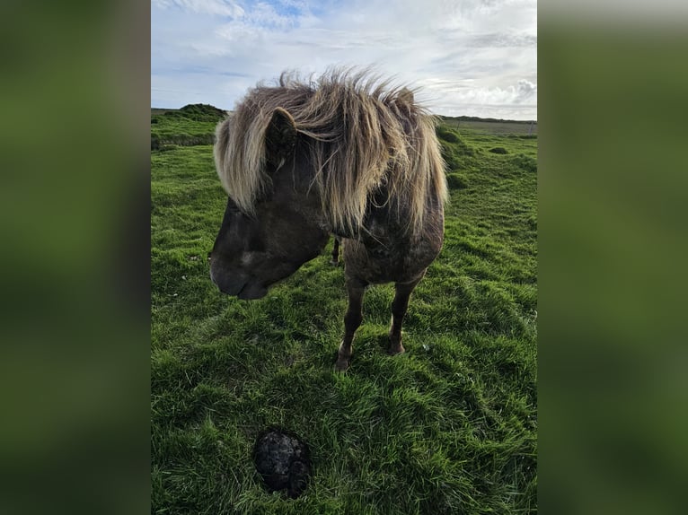 Icelandic Horse Mare 8 years 13,1 hh in Hella