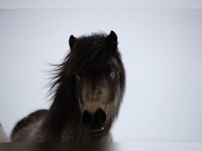 Icelandic Horse Mare 8 years 13,1 hh Buckskin in Einbeck