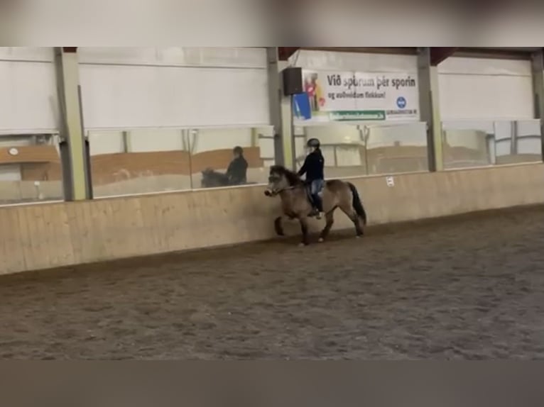 Icelandic Horse Mare 8 years 13,1 hh Buckskin in Einbeck