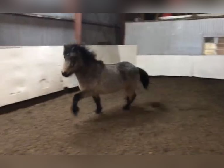 Icelandic Horse Mare 8 years 13,1 hh Buckskin in Einbeck