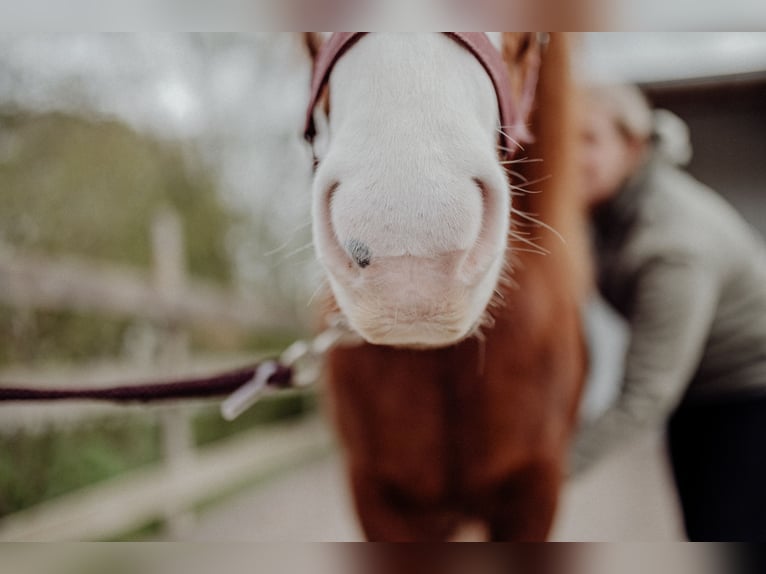 Icelandic Horse Mare 8 years 13,1 hh Chestnut in Rosenberg