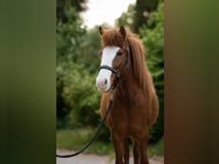 Icelandic Horse Mare 8 years 13,1 hh Chestnut in Rosenberg