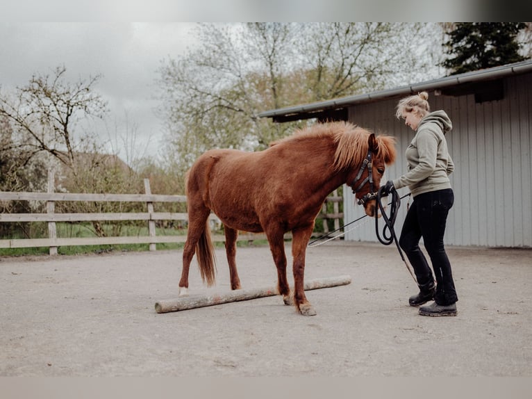 Icelandic Horse Mare 8 years 13,1 hh Chestnut in Rosenberg