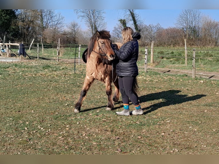 Icelandic Horse Mare 8 years 13,1 hh Dun in sciez
