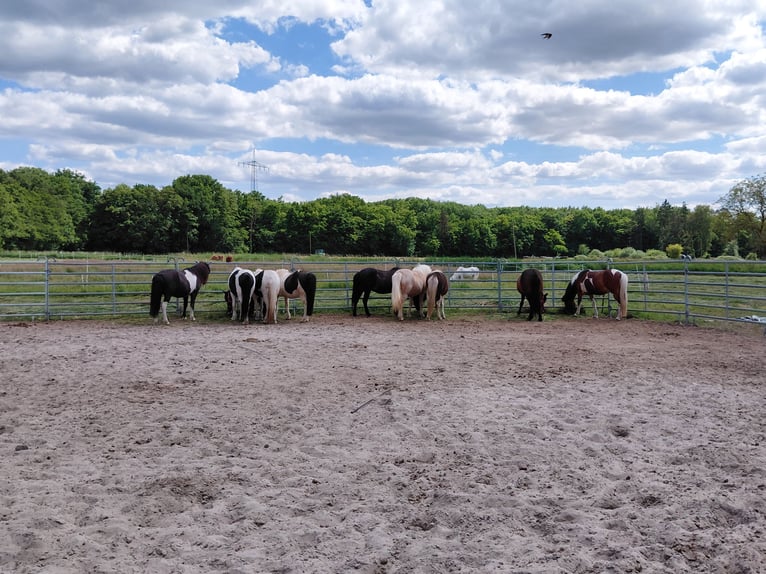 Icelandic Horse Mare 8 years 13,1 hh Pinto in Kandel