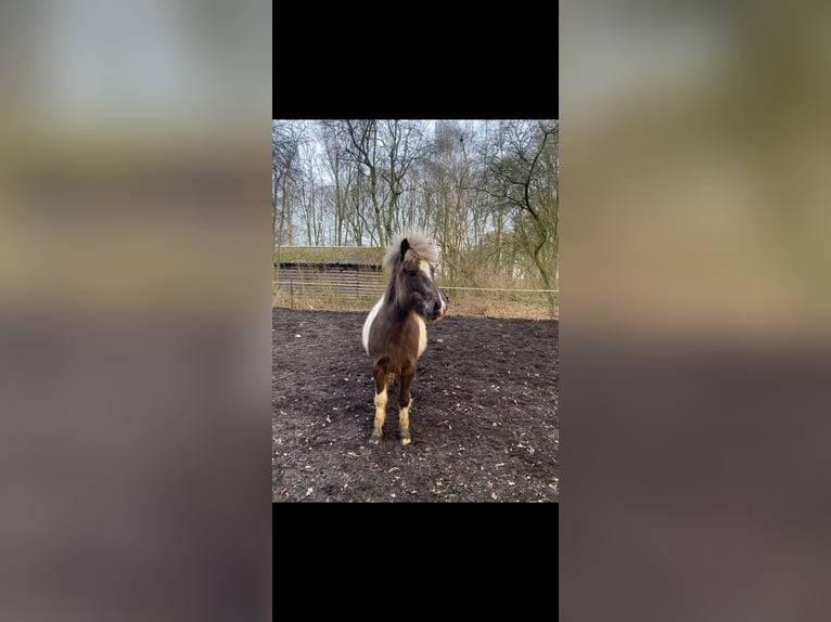 Icelandic Horse Mare 8 years 13,1 hh Pinto in Persingen