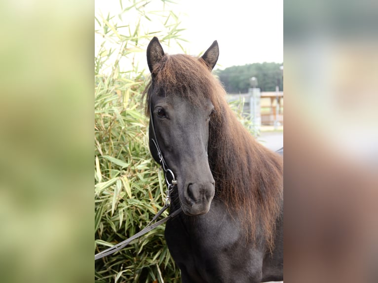 Icelandic Horse Mare 8 years 13,2 hh Black in Soltau