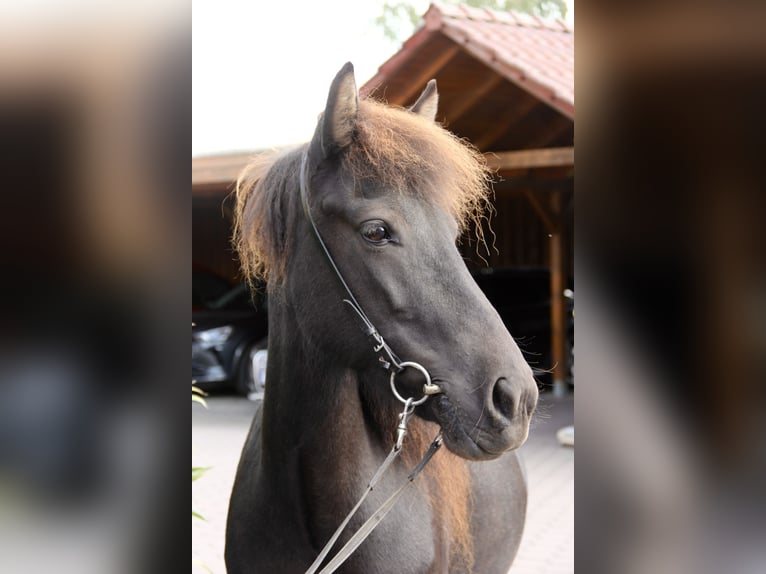 Icelandic Horse Mare 8 years 13,2 hh Black in Soltau