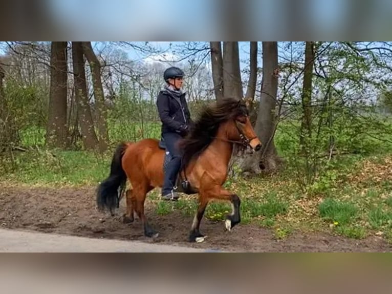 Icelandic Horse Mare 8 years 13,2 hh Brown in Schneverdingen