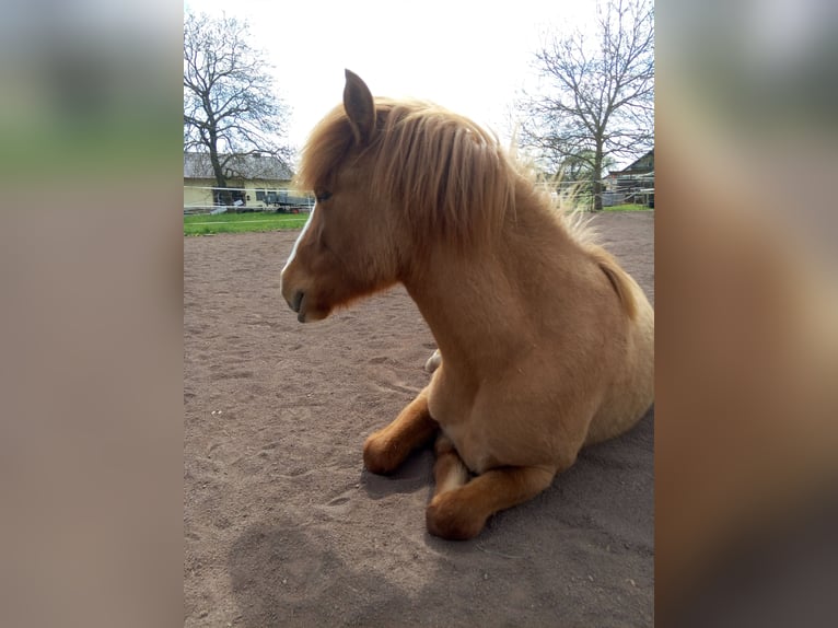 Icelandic Horse Mix Mare 8 years 13,2 hh Brown in Cretas