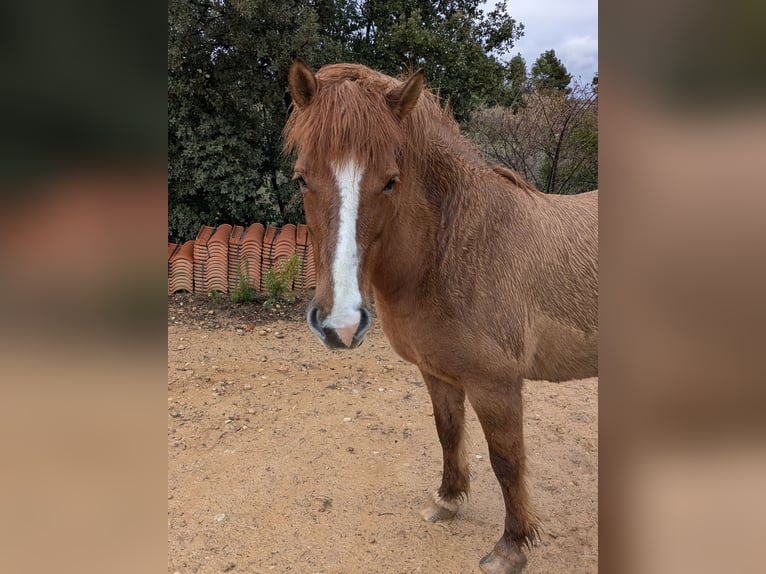 Icelandic Horse Mix Mare 8 years 13,2 hh Brown in Cretas
