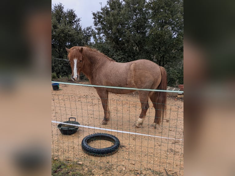 Icelandic Horse Mix Mare 8 years 13,2 hh Brown in Cretas