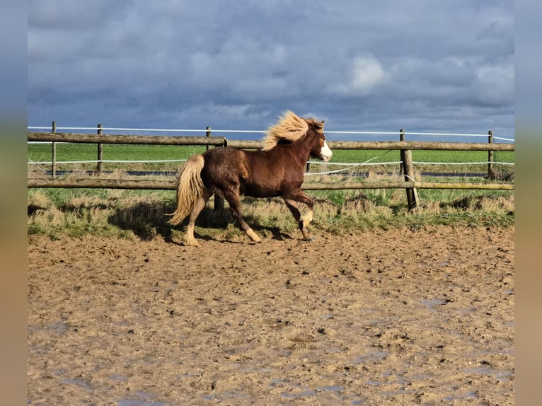 Icelandic Horse Mare 8 years 13,2 hh Chestnut-Red in M&#xFC;nstermaifeld