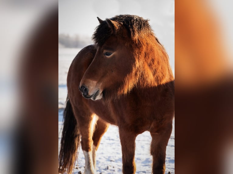 Icelandic Horse Mare 8 years 13,2 hh  in Grünheide (Mark) Grünheide