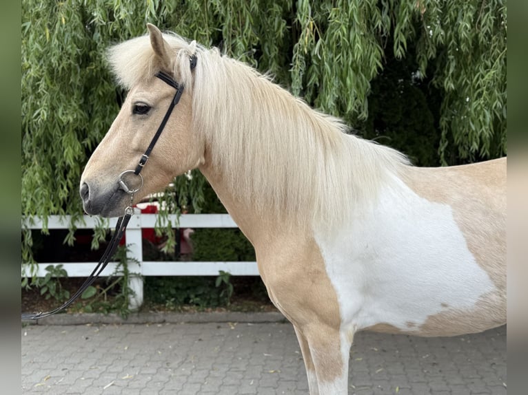 Icelandic Horse Mare 8 years 13,3 hh Pinto in Lochen am See