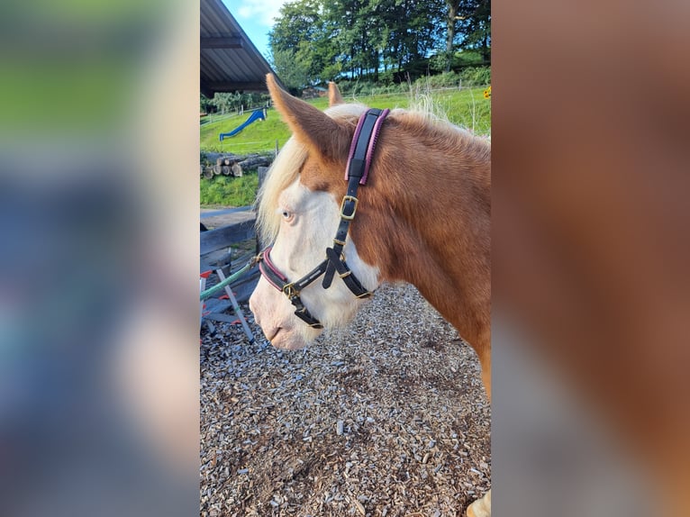 Icelandic Horse Mare 8 years 13,3 hh Pinto in Oberzent