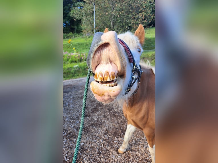 Icelandic Horse Mare 8 years 13,3 hh Pinto in Oberzent