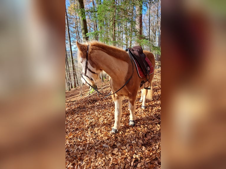 Icelandic Horse Mare 8 years 13,3 hh Pinto in Oberzent