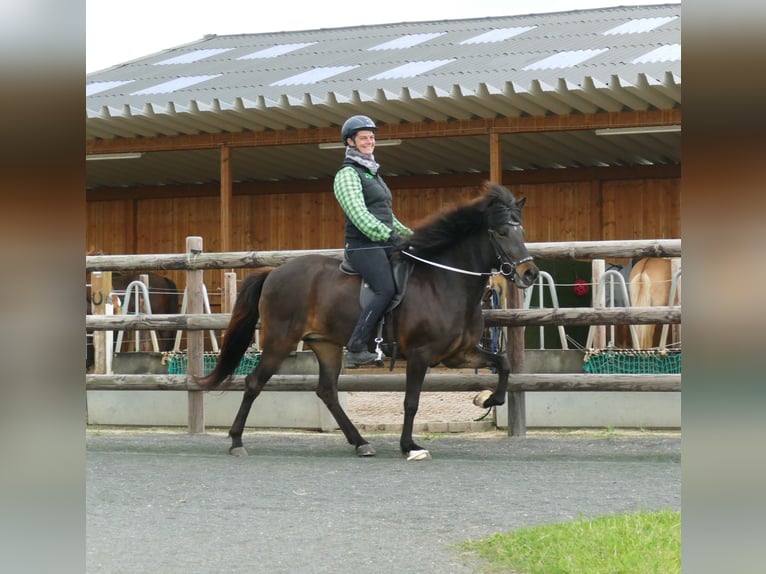 Icelandic Horse Mare 8 years 14,1 hh Brown in Euskirchen