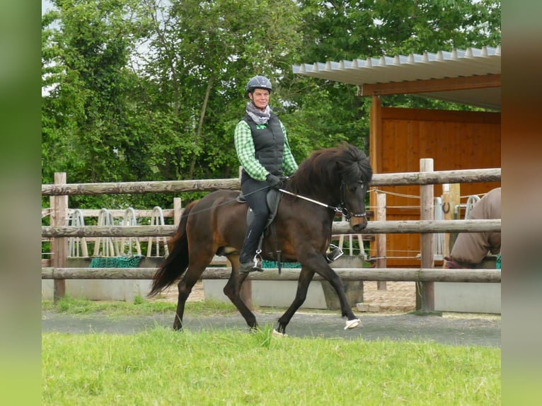 Icelandic Horse Mare 8 years 14,1 hh Brown in Euskirchen