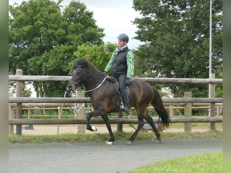 Icelandic Horse Mare 8 years 14,1 hh Brown in Euskirchen