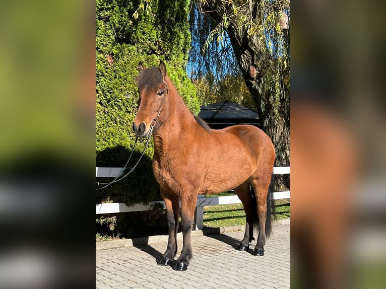 Icelandic Horse Mare 8 years 14 hh Brown in Lochen am See