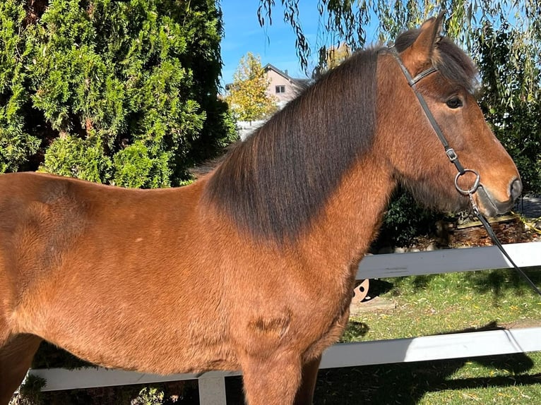 Icelandic Horse Mare 8 years 14 hh Brown in Lochen am See