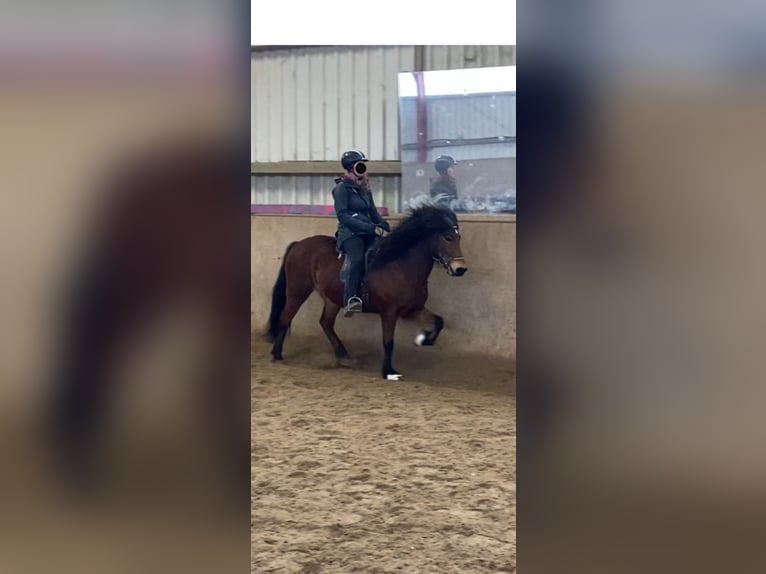 Icelandic Horse Mare 8 years 14 hh Brown-Light in Wehrheim