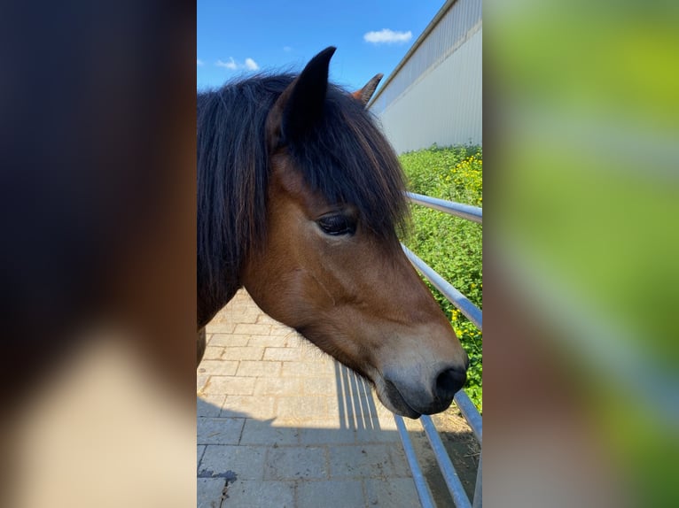 Icelandic Horse Mare 8 years 14 hh Brown-Light in Wehrheim