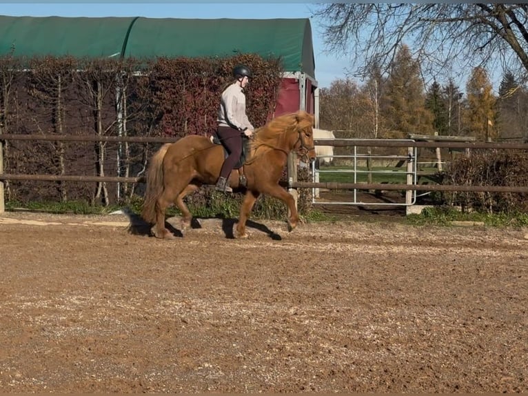 Icelandic Horse Mare 8 years 14 hh Chestnut-Red in Fronreute