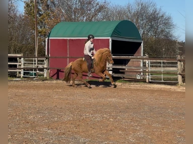 Icelandic Horse Mare 8 years 14 hh Chestnut-Red in Fronreute