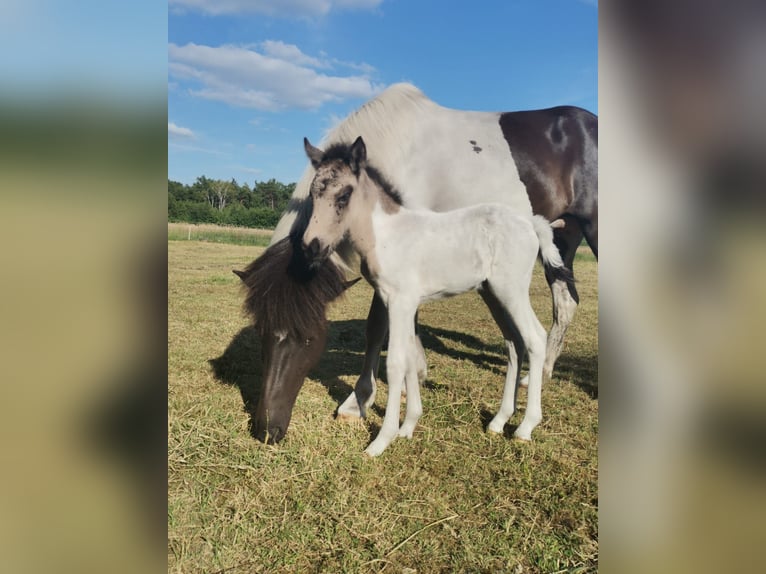 Icelandic Horse Mare 8 years 14 hh Pinto in Weener