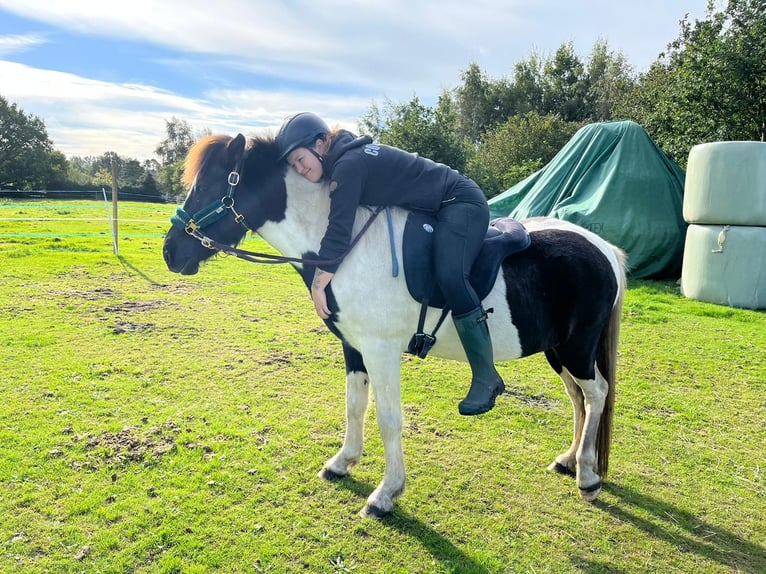 Icelandic Horse Mare 8 years 14 hh Pinto in Weener
