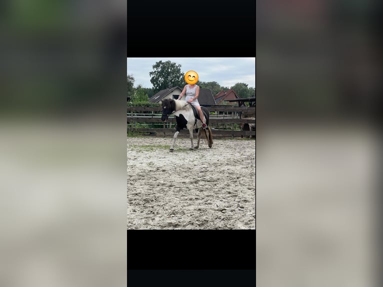Icelandic Horse Mare 8 years 14 hh Pinto in Weener