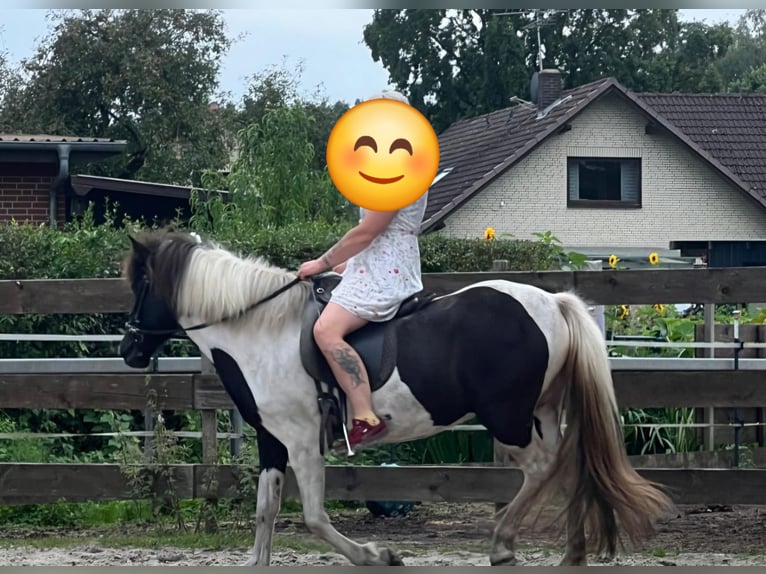 Icelandic Horse Mare 8 years 14 hh Pinto in Weener