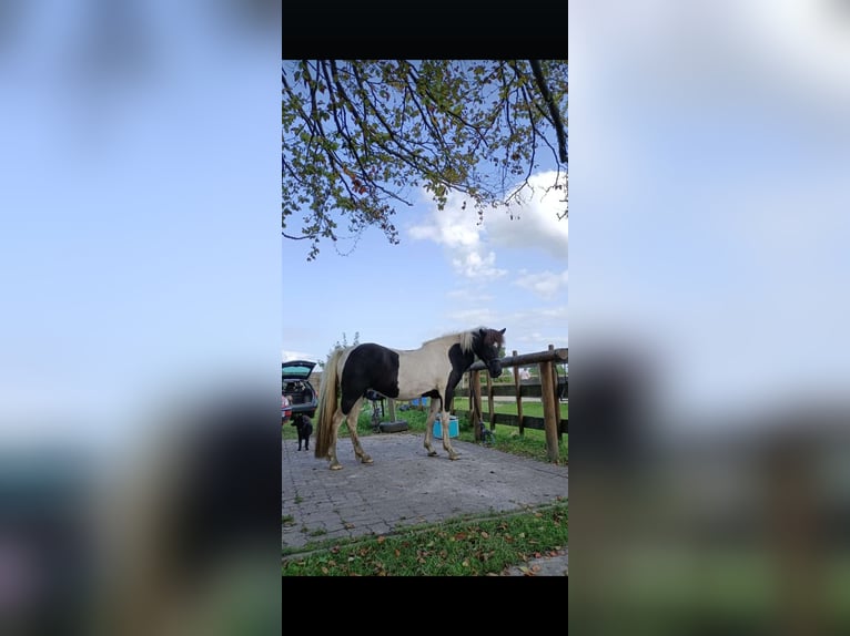 Icelandic Horse Mare 8 years 14 hh Pinto in Weener