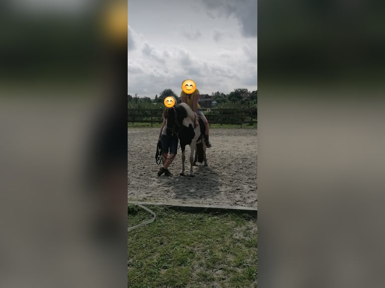 Icelandic Horse Mare 8 years 14 hh Pinto in Weener