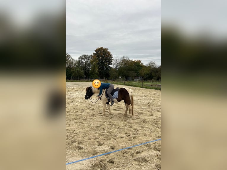 Icelandic Horse Mare 8 years 14 hh Pinto in Weener