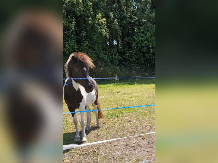 Icelandic Horse Mare 8 years 14 hh Pinto in Weener