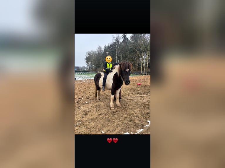 Icelandic Horse Mare 8 years 14 hh Pinto in Weener