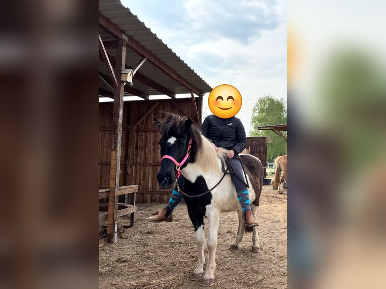 Icelandic Horse Mare 8 years 14 hh Pinto in Weener