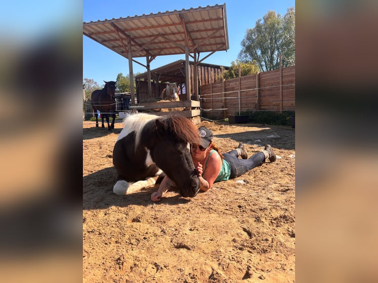 Icelandic Horse Mare 8 years 14 hh Pinto in Weener
