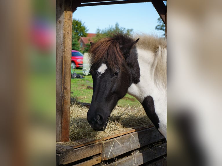 Icelandic Horse Mare 8 years 14 hh Pinto in Weener